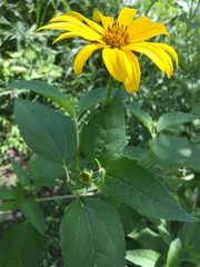 Heliopsis helianthoides