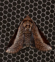 Lophoptera vittigera