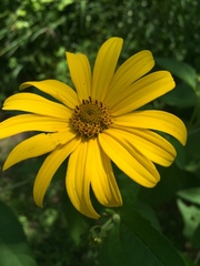 Heliopsis helianthoides