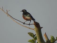 Lamprotornis pulcher