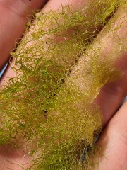 Hydrodictyon reticulatum