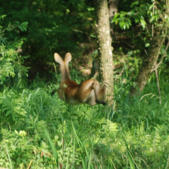 Hydropotes inermis argyropus