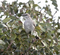 Mimus gundlachii