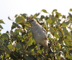 Mimus gundlachii