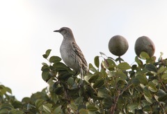 Mimus gundlachii