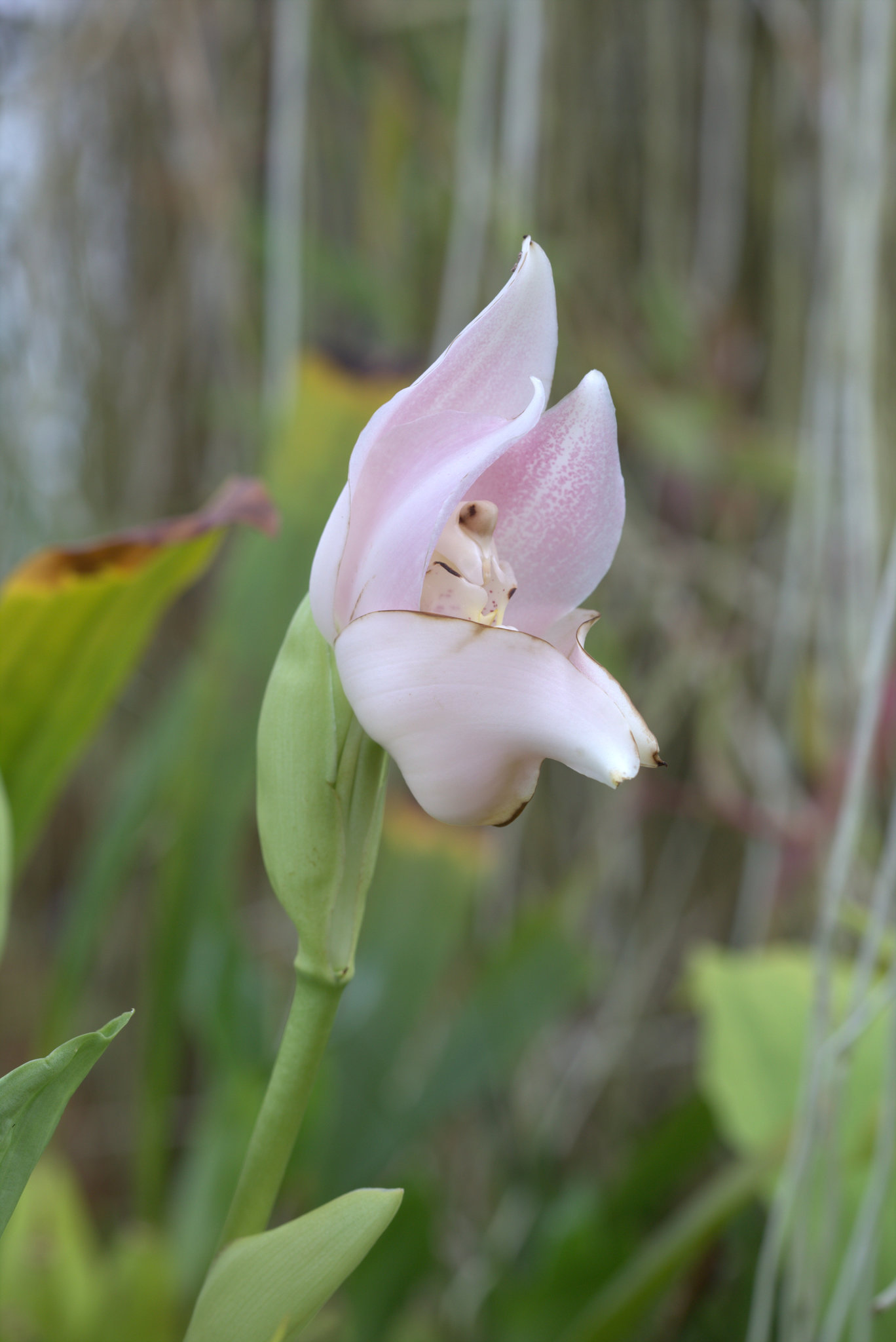 Anguloa uniflora · NaturaLista Colombia