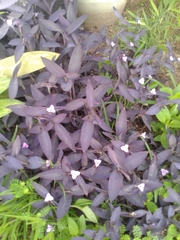 Tradescantia pallida