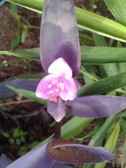 Tradescantia pallida