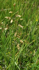 Anthoxanthum nitens nitens