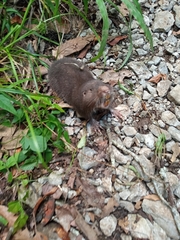 Heterogeomys hispidus