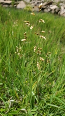 Anthoxanthum nitens nitens