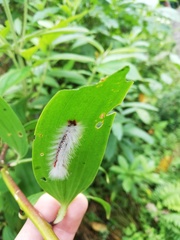 Neopreptos marathusa