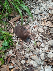 Heterogeomys hispidus