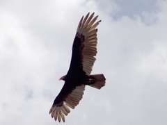 Cathartes aura