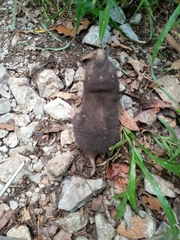 Heterogeomys hispidus