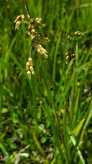 Anthoxanthum nitens nitens