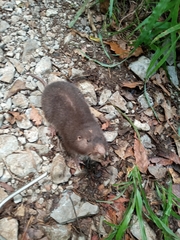 Heterogeomys hispidus