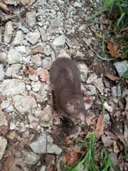 Heterogeomys hispidus