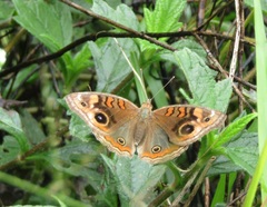 Junonia evarete