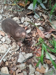 Heterogeomys hispidus