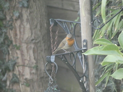 Erithacus rubecula