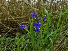 Delphinium consolida