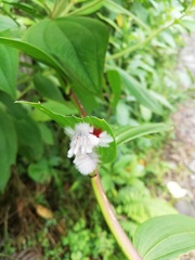 Neopreptos marathusa