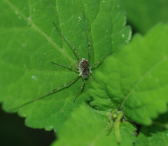 Oligolophus tienmushanensis