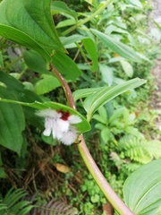 Neopreptos marathusa