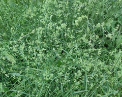 Dactylis glomerata