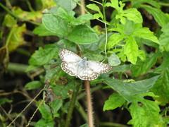 Burnsius orcus
