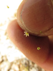 Nemacladus sigmoideus