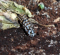 Melitaea didyma