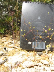 Nemacladus sigmoideus