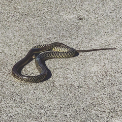 Hierophis viridiflavus