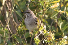 Mimus gundlachii