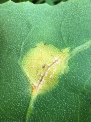 Puccinia silphii