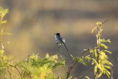 Polioptila melanura