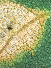 Puccinia silphii