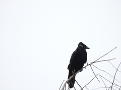 Corvus corone