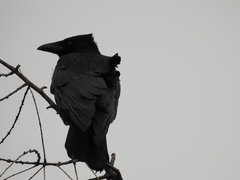 Corvus corone
