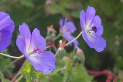 Geranium wallichianum