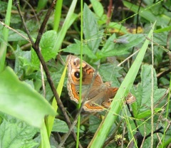 Junonia evarete