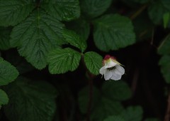 Rubus nepalensis