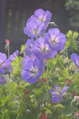 Geranium wallichianum