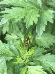 Brachycoleus decolor