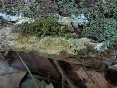Phlebia livida