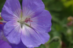 Geranium wallichianum