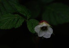 Rubus nepalensis