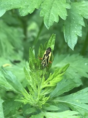 Brachycoleus decolor